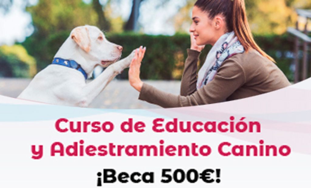 412 x 250 curso adiestramiento canino