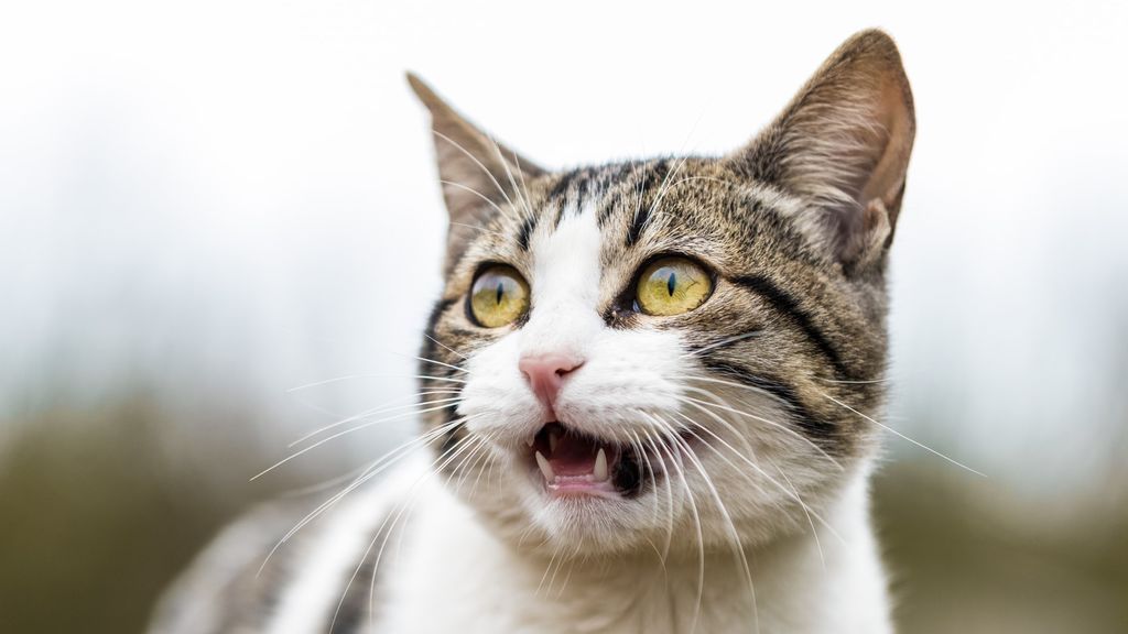 Gatopregunta: ¿Mi minino puede comer comida para perro? ¿Y qué pasa si es al revés?