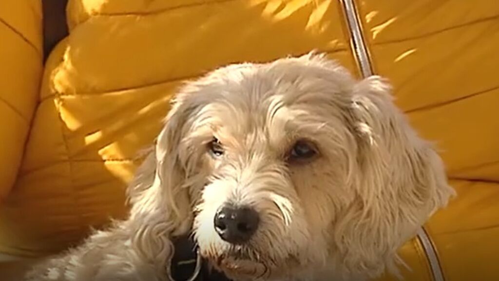Perros que fueron abandonados celebran San Antón con sus nuevas familias