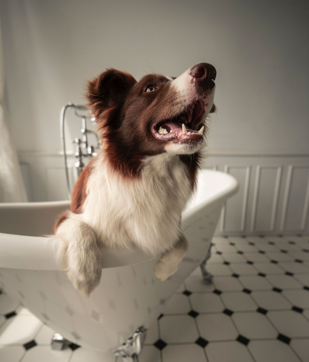 Protege la sonrisa de tu perro