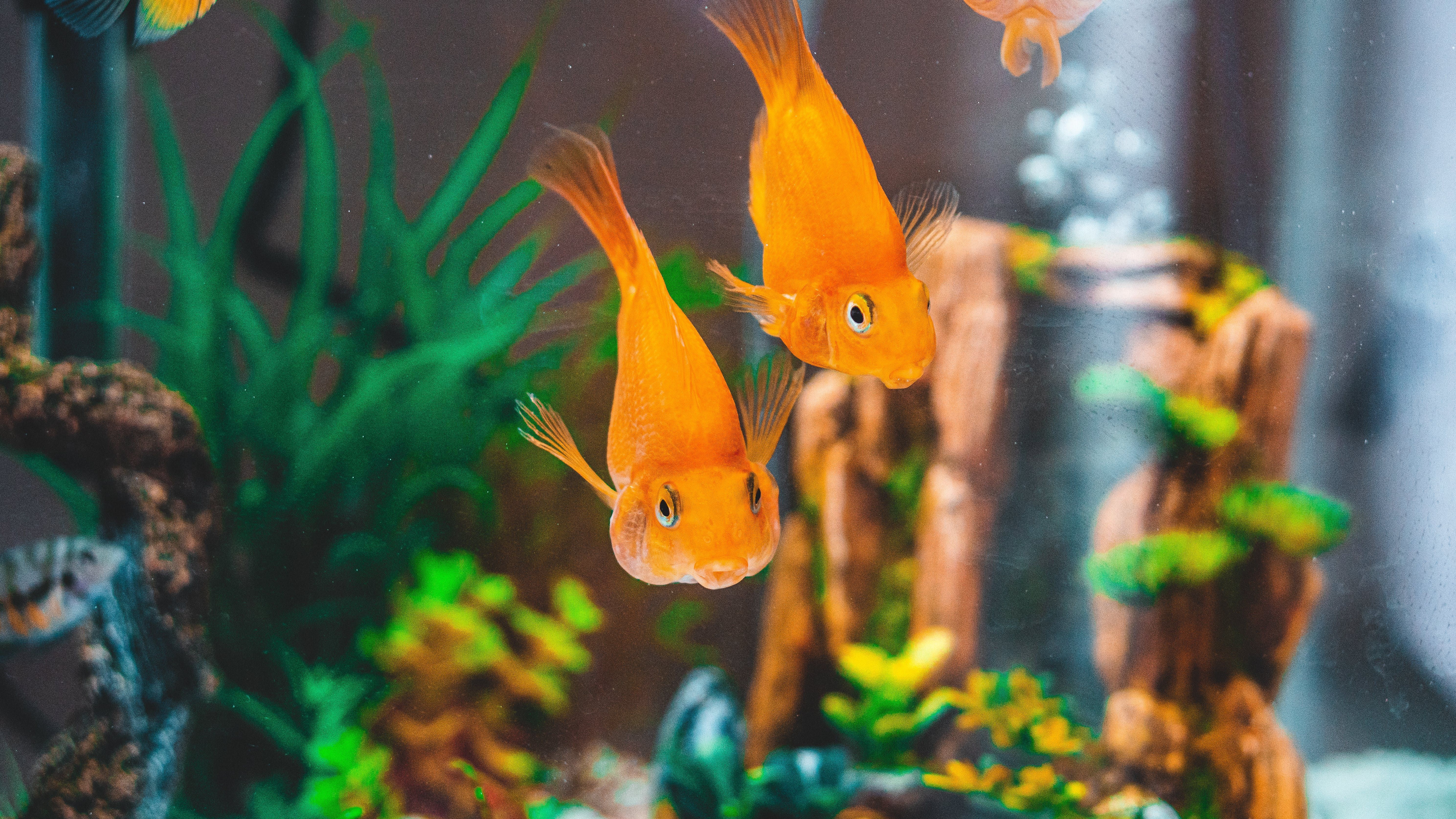 Alimentación ideal para peces de pecera