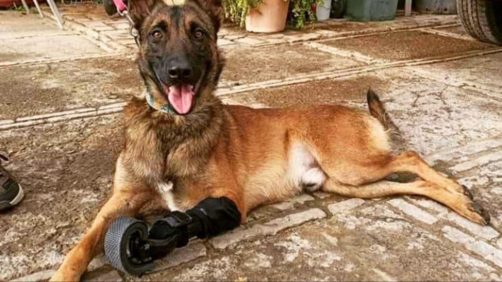 Protésis perros