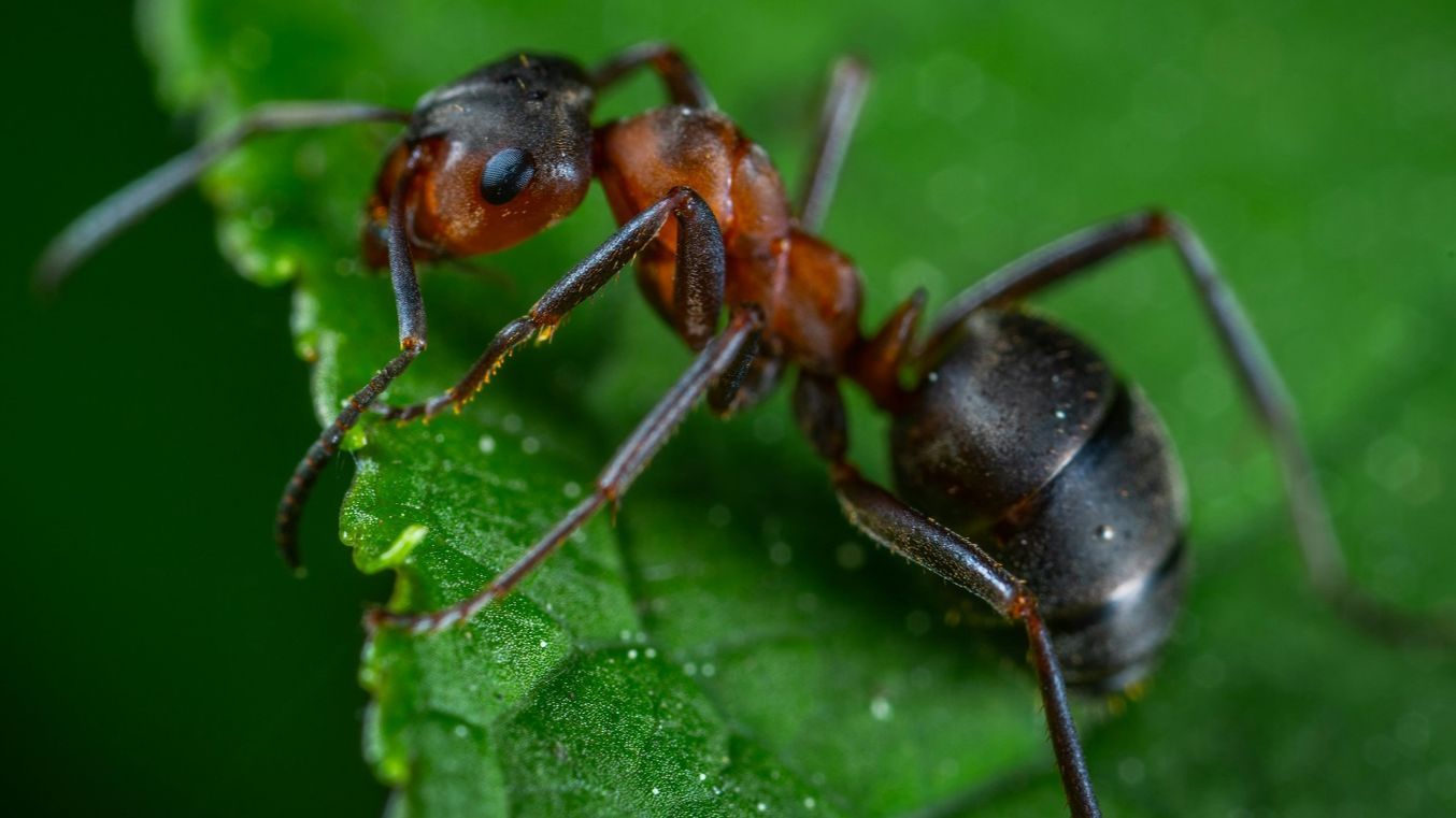 Las 5 picaduras de insectos más dolorosas Informativos Telecinco Tiempo de Flora 113