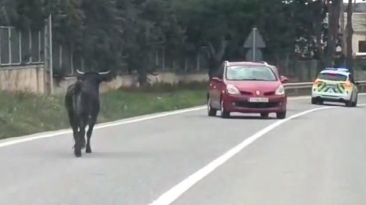 La vaquilla que se escapó de la finca en Arganda del Rey