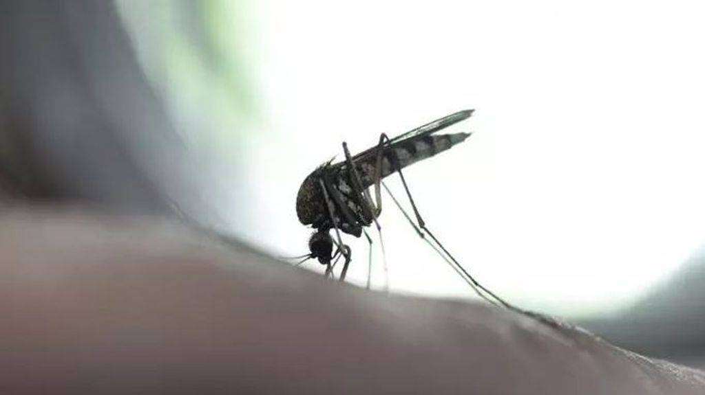 Este es el medicamento que convierte la sangre en mortal para los mosquitos