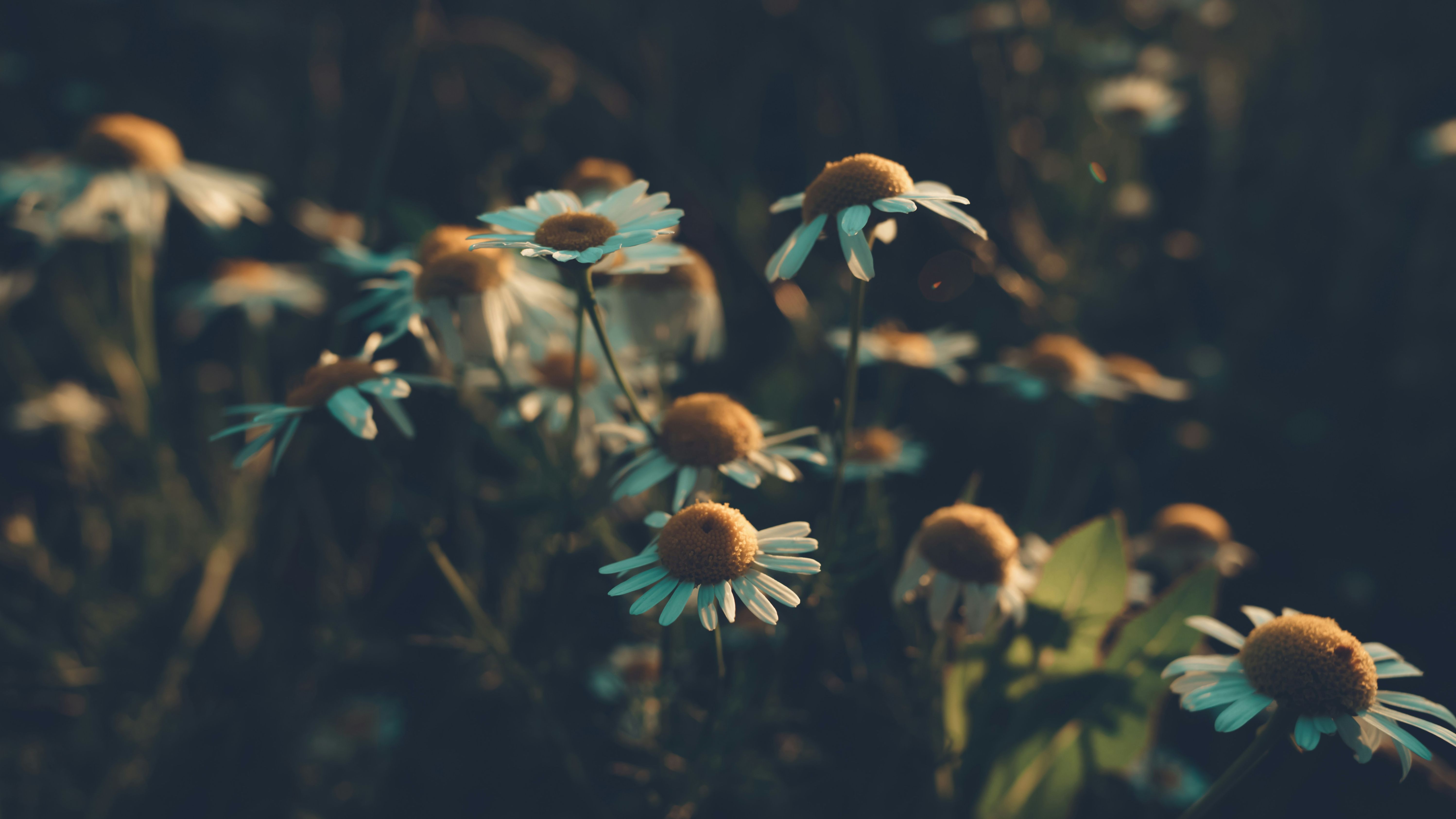flores unsplash flores unsplash