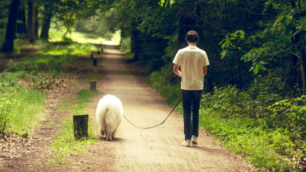 Un perro pasea con su dueño