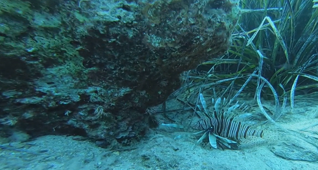 El calor cambia la fauna del Mediterráneo: aparecen más peces tropicales por las altas temperaturas del mar